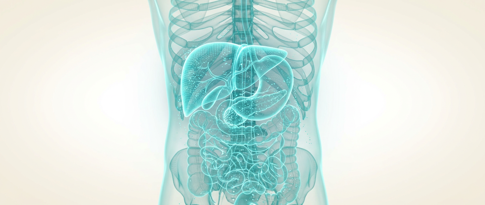 Anatomical visualization of the liver and abdomen, related to this article's topic